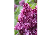 Edelflieder 'Prince Wolkonsky' 3,5 Liter Topf