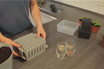 Tomaten - Aussäen von Samen Tomaten - Aussäen von Samen