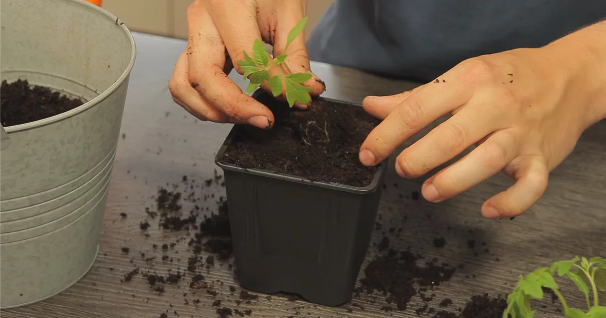 Tomaten Umtopfen der Anzucht Olerum