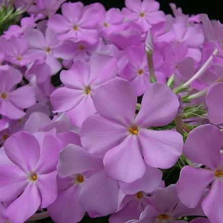 Phlox carolina 'Rose Bouquet' -R-