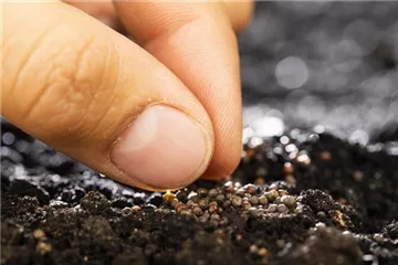 Tomaten, Chili und Co. – Zeit für die erste Aussaat Tomaten, Chili und Co. – Zeit für die erste Aussaat