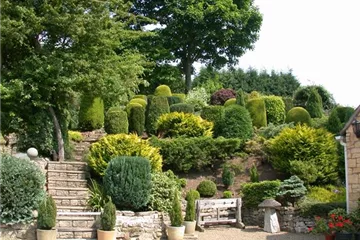 Winterharte Kübelpflanzen Winterharte Kübelpflanzen