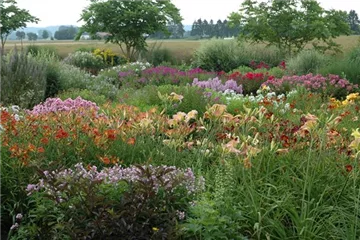 Gartenpflanzen Gartenpflanzen