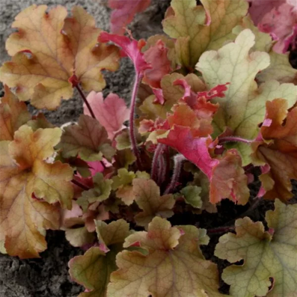 Purpurglöckchen - Heuchera Purpurglöckchen - Heuchera