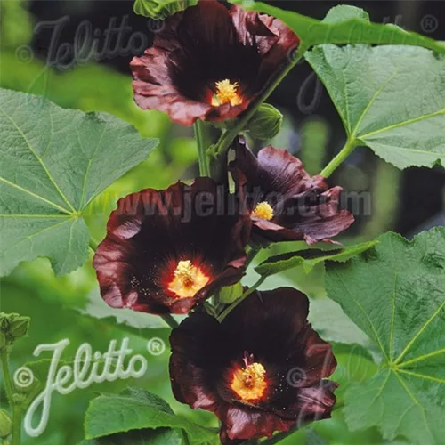 Einfachblühende Stockrose 'Blacknight'