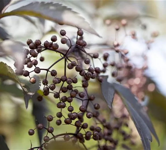 Wildgehölze im Garten – viel Potenzial 