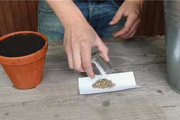 Fenchel - Aussäen von Samen Fenchel - Aussäen von Samen