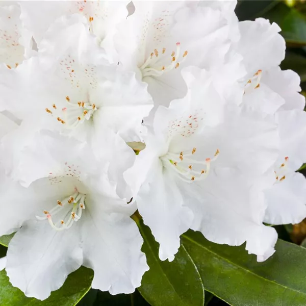 Rhododendron Rhododendron