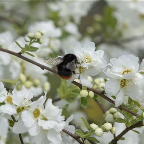 Durch Gemüse wird Ihr Garten zur Insektenweide! 