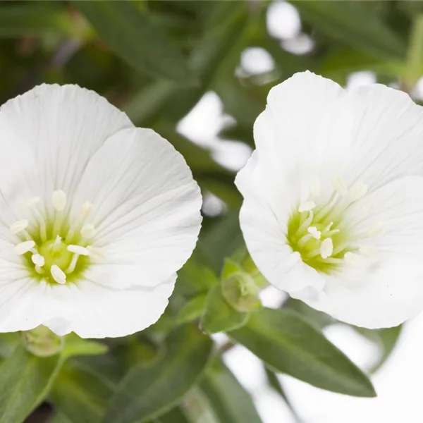Berg-Sandkraut 'Summer White'