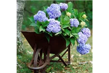 Endless Summer Hortensienerde blau 1 Sack x 20 Liter