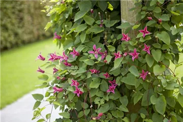 Clematis richtig schneiden Clematis richtig schneiden