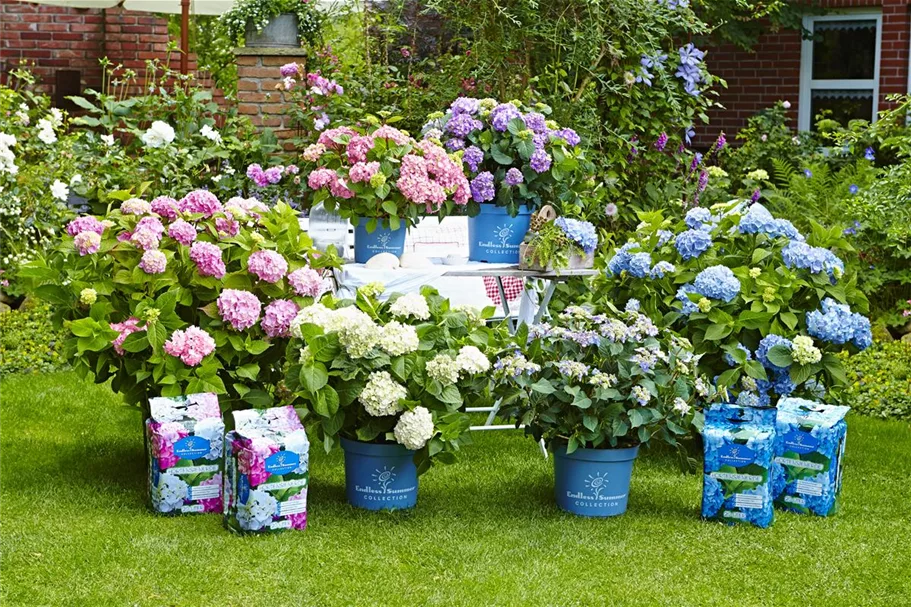Endless Summer Hortensienerde blau 1 Sack x 20 Liter