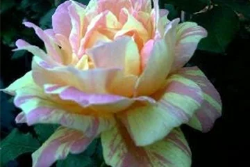 Französische Rosen Französische Rosen