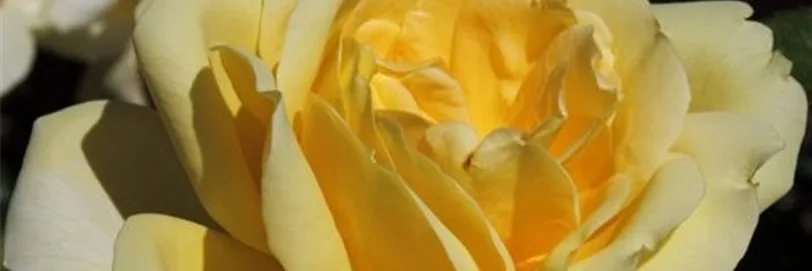 Kordes Rose 'Winter Sun' mit hellgelben Rosenblüten