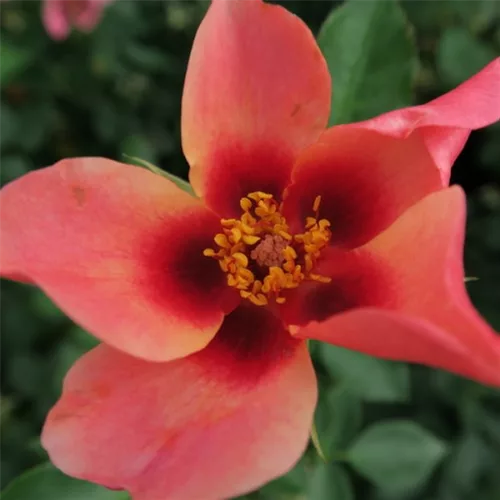 Rosa persica 'For Your Eyes Only'