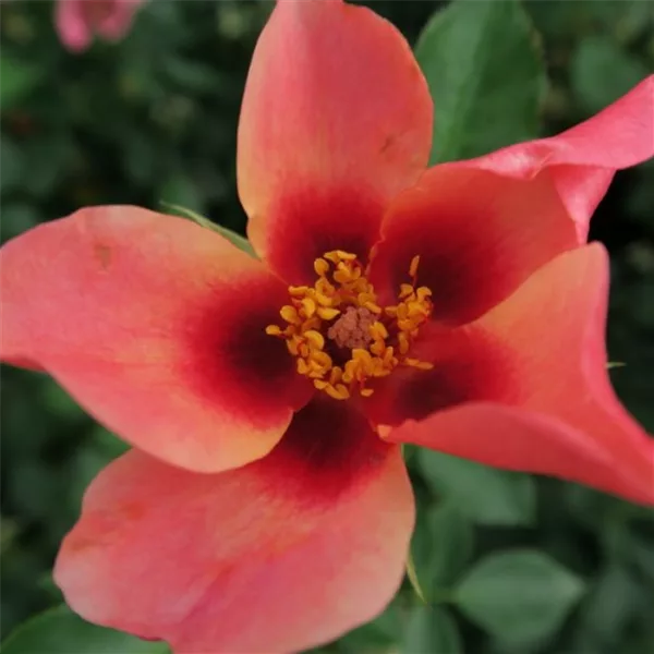 Rosa persica 'For Your Eyes Only'