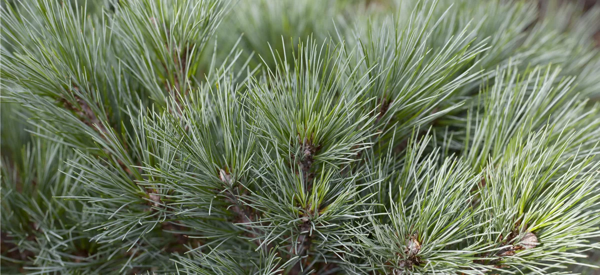 ZwergWeymouthsKiefer 'Blue Shag' online kaufen bei Olerum