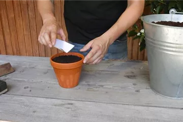 Estragon - Aussäen von Kräuter-Samen Estragon - Aussäen von Kräuter-Samen