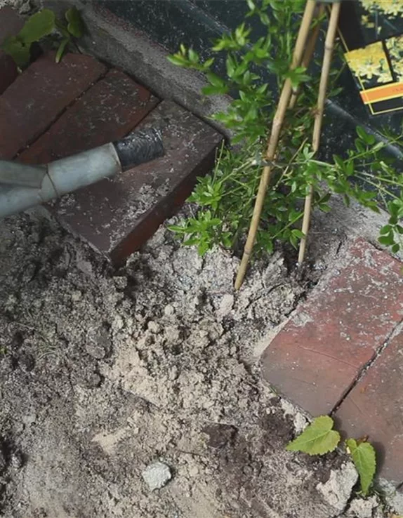 Winterjasmin - Einpflanzen im Garten