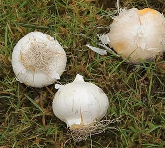 Zierlauch - Blumenzwiebeln einpflanzen