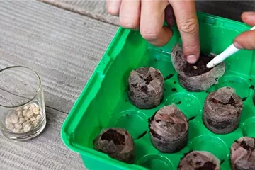 Kapuzinerkresse - selbst aussäen Kapuzinerkresse - selbst aussäen