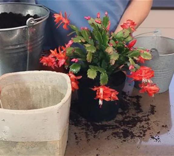 Weihnachtskaktus - Einpflanzen in ein Gefäß