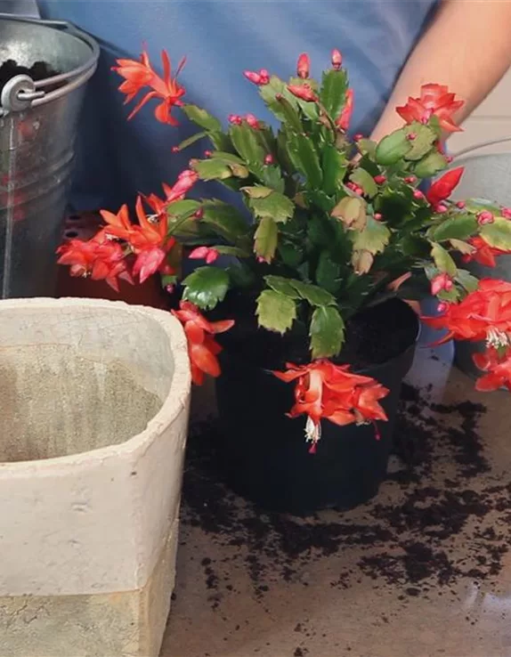 Weihnachtskaktus - Einpflanzen in ein Gefäß