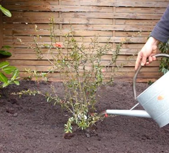 Japanische Zierquitte - Einpflanzen im Garten