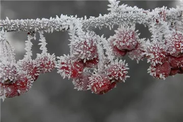 Die beliebtesten Pflanzen für den Garten im Winter Die beliebtesten Pflanzen für den Garten im Winter