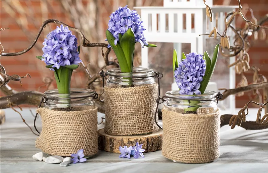 Blumenzwiebeln im Glas – das perfekte Geschenk zu Weihnachten