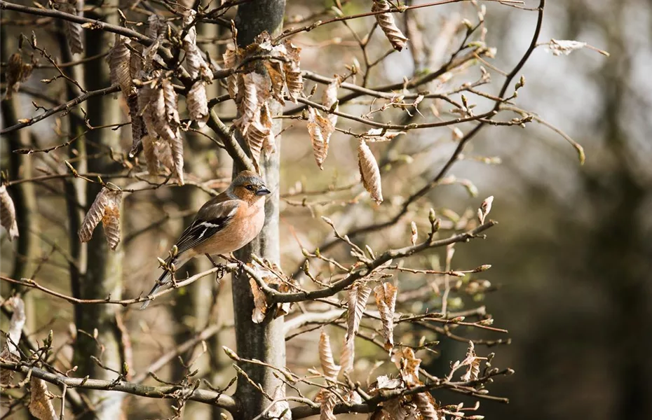 Ein Vogelhaus zum Valentinstag – Liebe für alle!