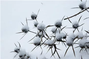 Schnee im Garten – Schutz und Gefahr für Pflanzen Schnee im Garten – Schutz und Gefahr für Pflanzen