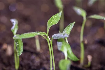 Anzuchthilfen – so werden kleine Pflanzen groß und stark Anzuchthilfen – so werden kleine Pflanzen groß und stark