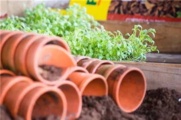 Saatgut – Erste Aussaaten auf der Fensterbank Saatgut – Erste Aussaaten auf der Fensterbank