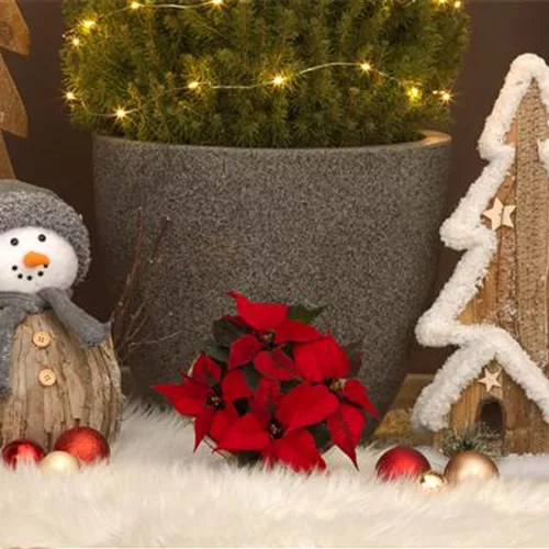 Alle Jahre wieder–Weihnachtspflanzen für Zuhause