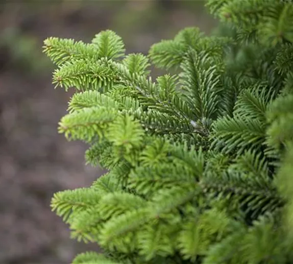 Weihnachtsbaum nach dem Fest-wie geht's weiter? 