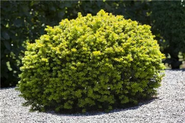 Koniferen im Garten – immergrüne Nadelgehölze Koniferen im Garten – immergrüne Nadelgehölze