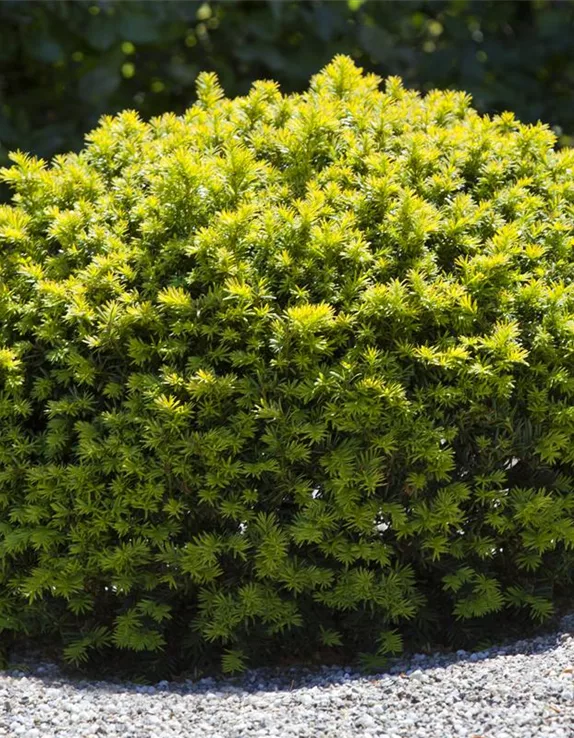 Koniferen im Garten – immergrüne Nadelgehölze