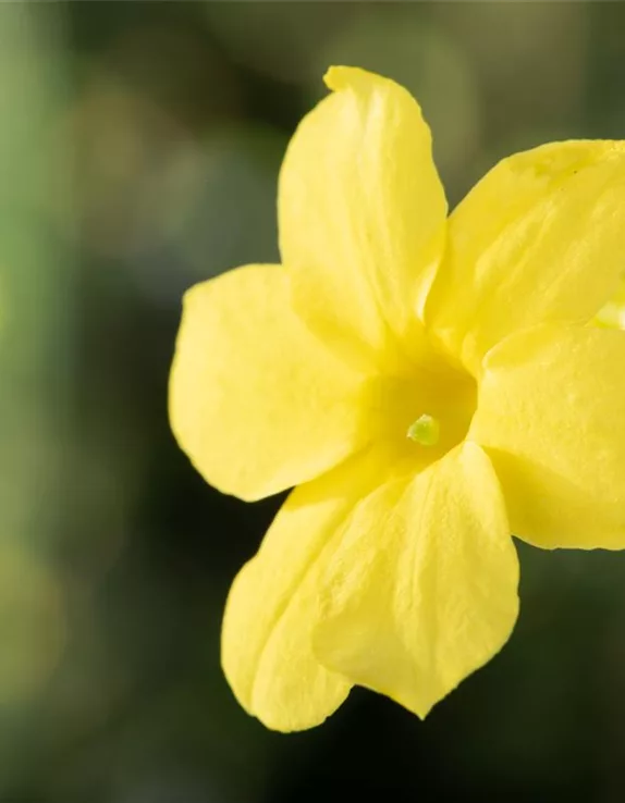 Der Winterjasmin – bunte Blüten für den Garten im Winter