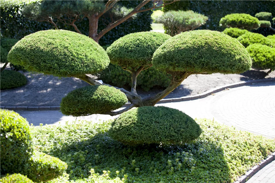 Koniferen im Garten  immergrne Nadelgehlze | Olerum