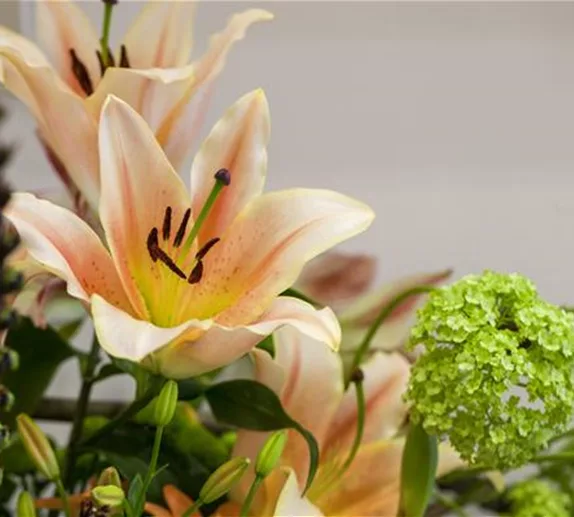 Wellness für anspruchsvolle Schnittblume