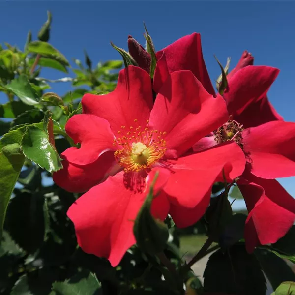 Kleinstrauchrose 'Alexander von Humboldt'®(s) ADR