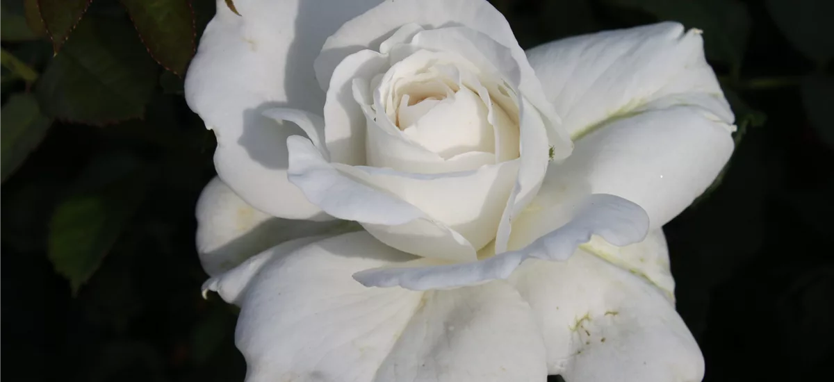 Rosa 'Annapurna'® 5 Liter Topf