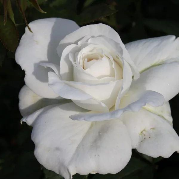 Rosa 'Annapurna'®