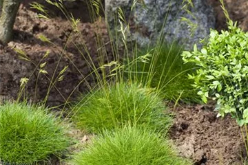 Stauden: Gräser winterhart Stauden: Gräser winterhart