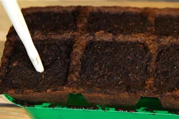 Aubergine - Aussäen von Samen Aubergine - Aussäen von Samen