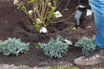Blauer Zwergwacholder - Einpflanzen im Garten Blauer Zwergwacholder - Einpflanzen im Garten