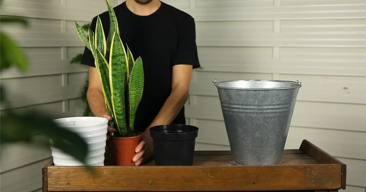 Bogenhanf - Sansevieria -pflegeleichte Schnheit