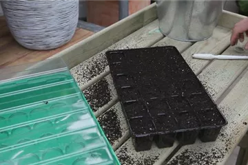 Brokkoli - Tipps zum Aussäen von Brokkolisamen Brokkoli - Tipps zum Aussäen von Brokkolisamen